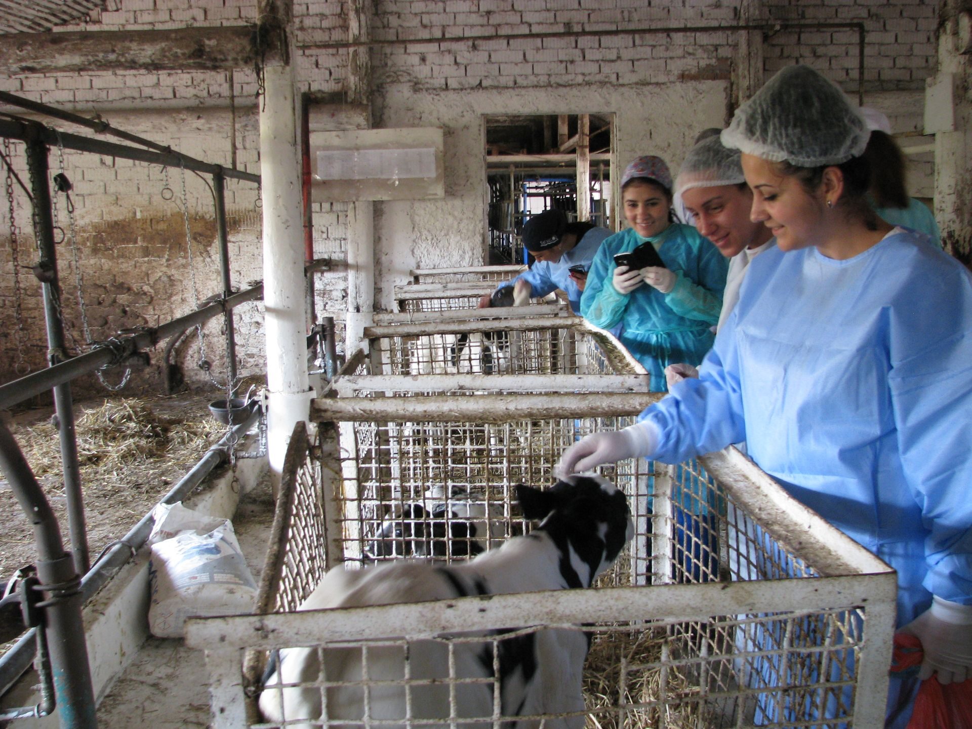 Ferma Calinesti Veterinari077