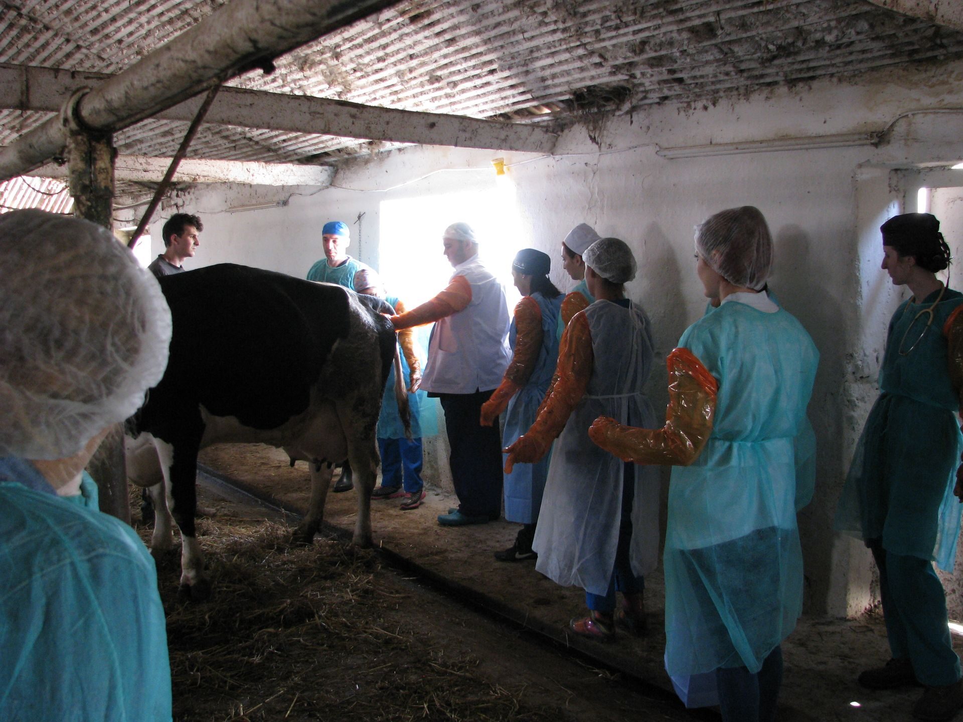 Ferma Calinesti Veterinari078