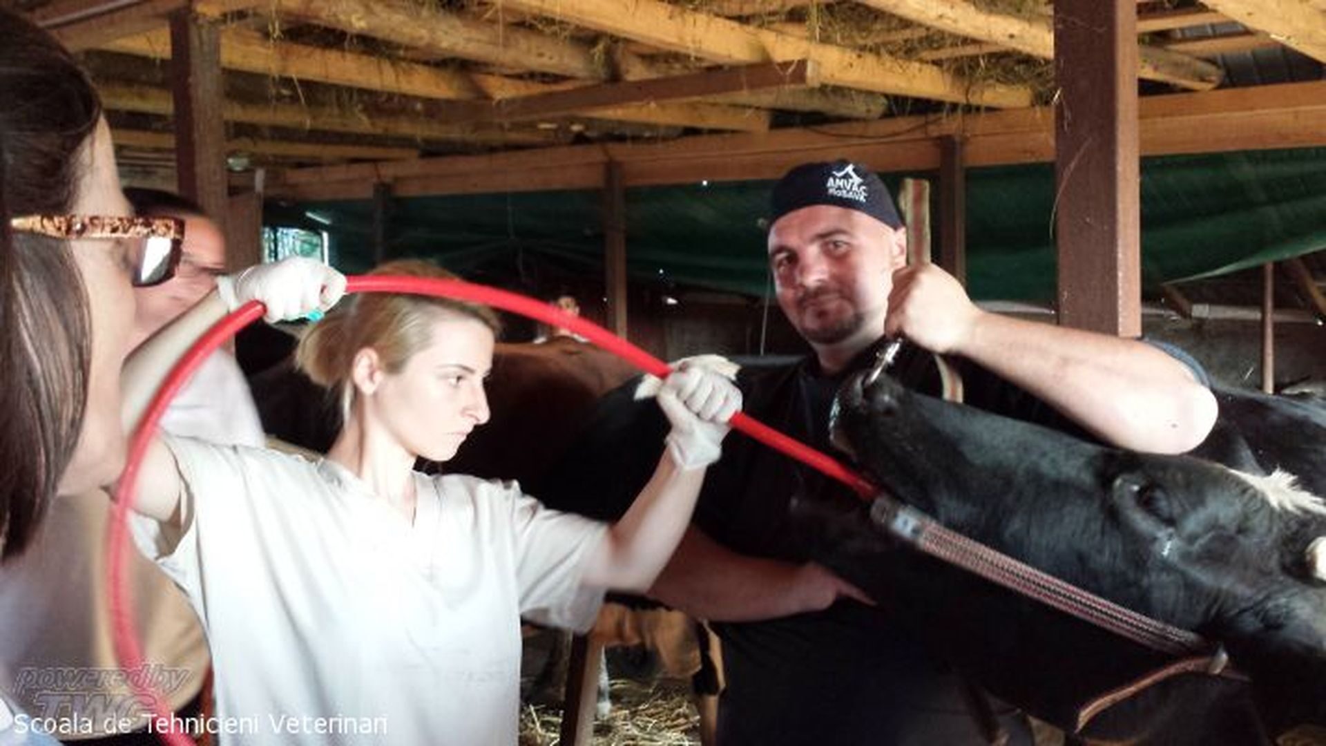 Ferma Calinesti Veterinari084
