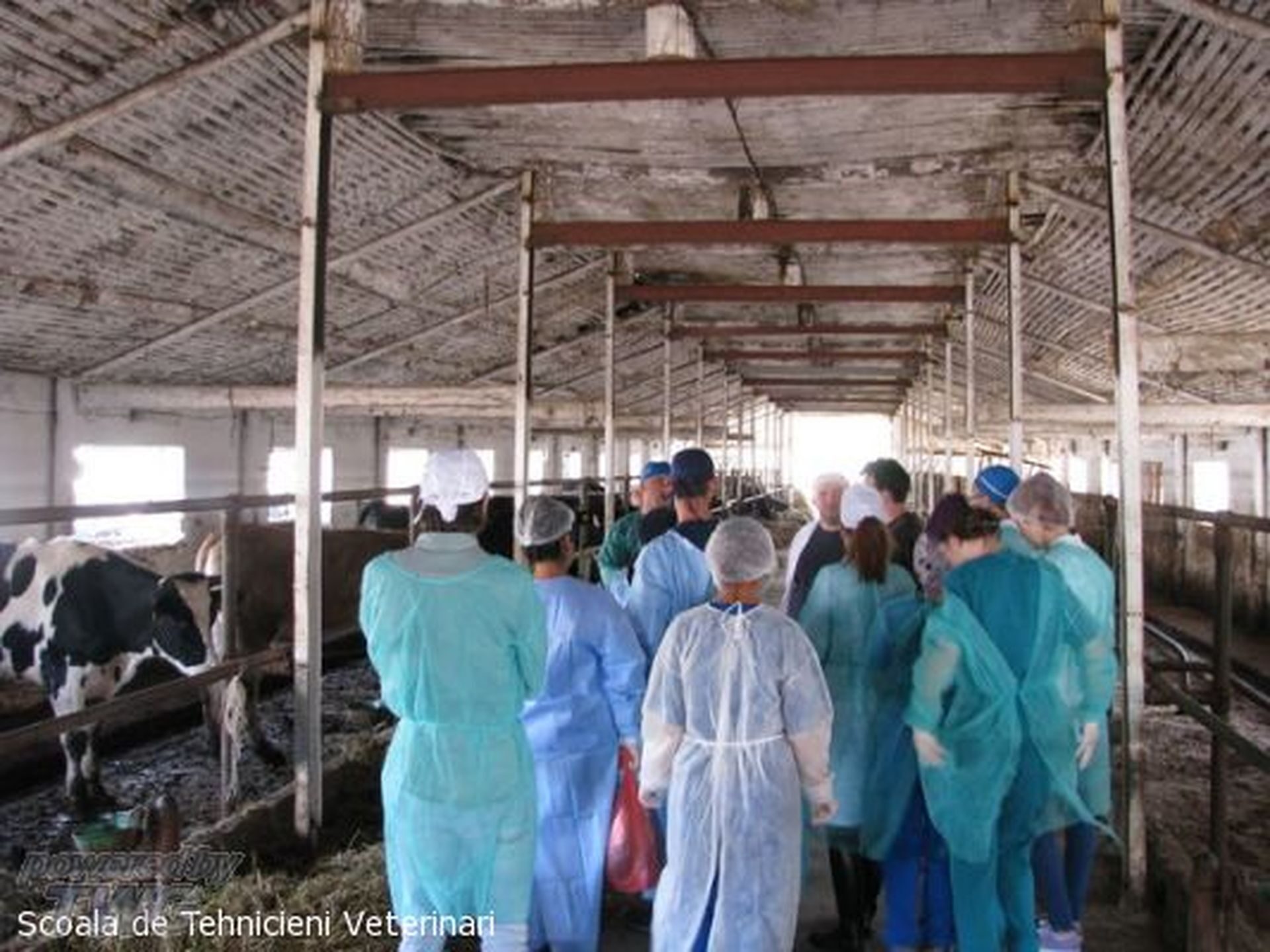 Ferma Calinesti Veterinari085