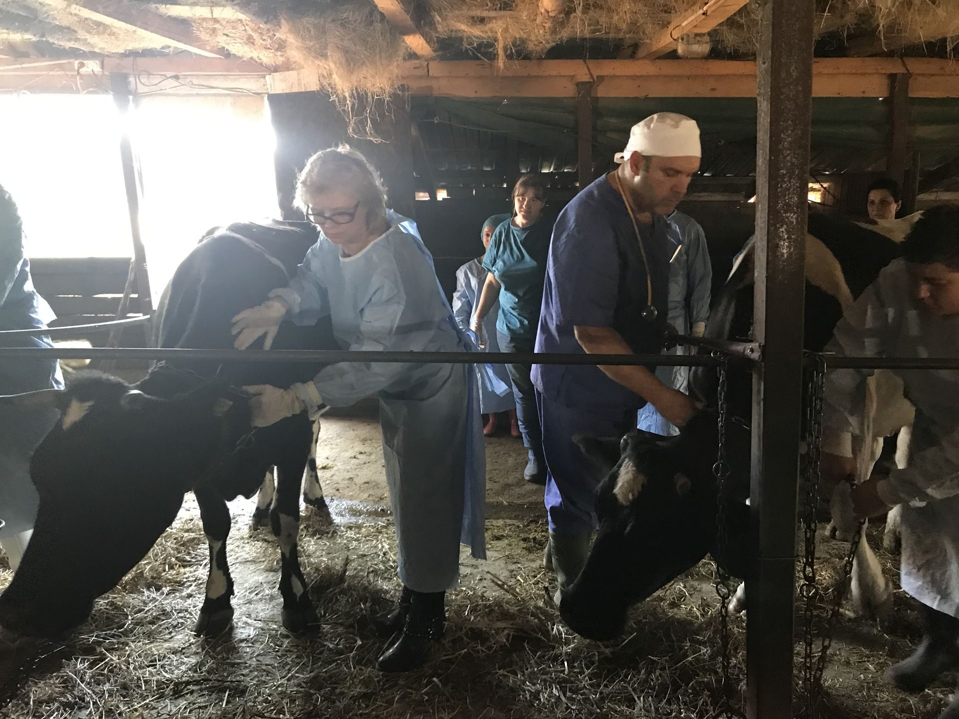 Ferma Calinesti Veterinari087