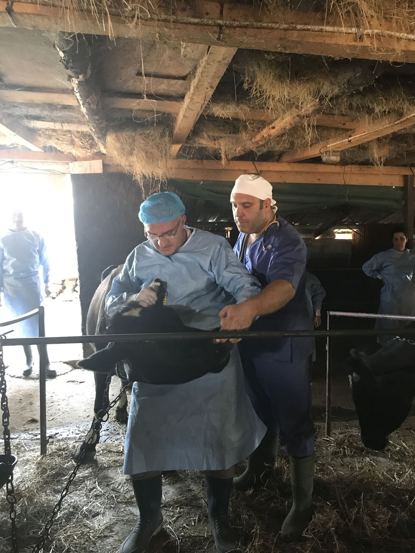 Ferma Calinesti Veterinari089