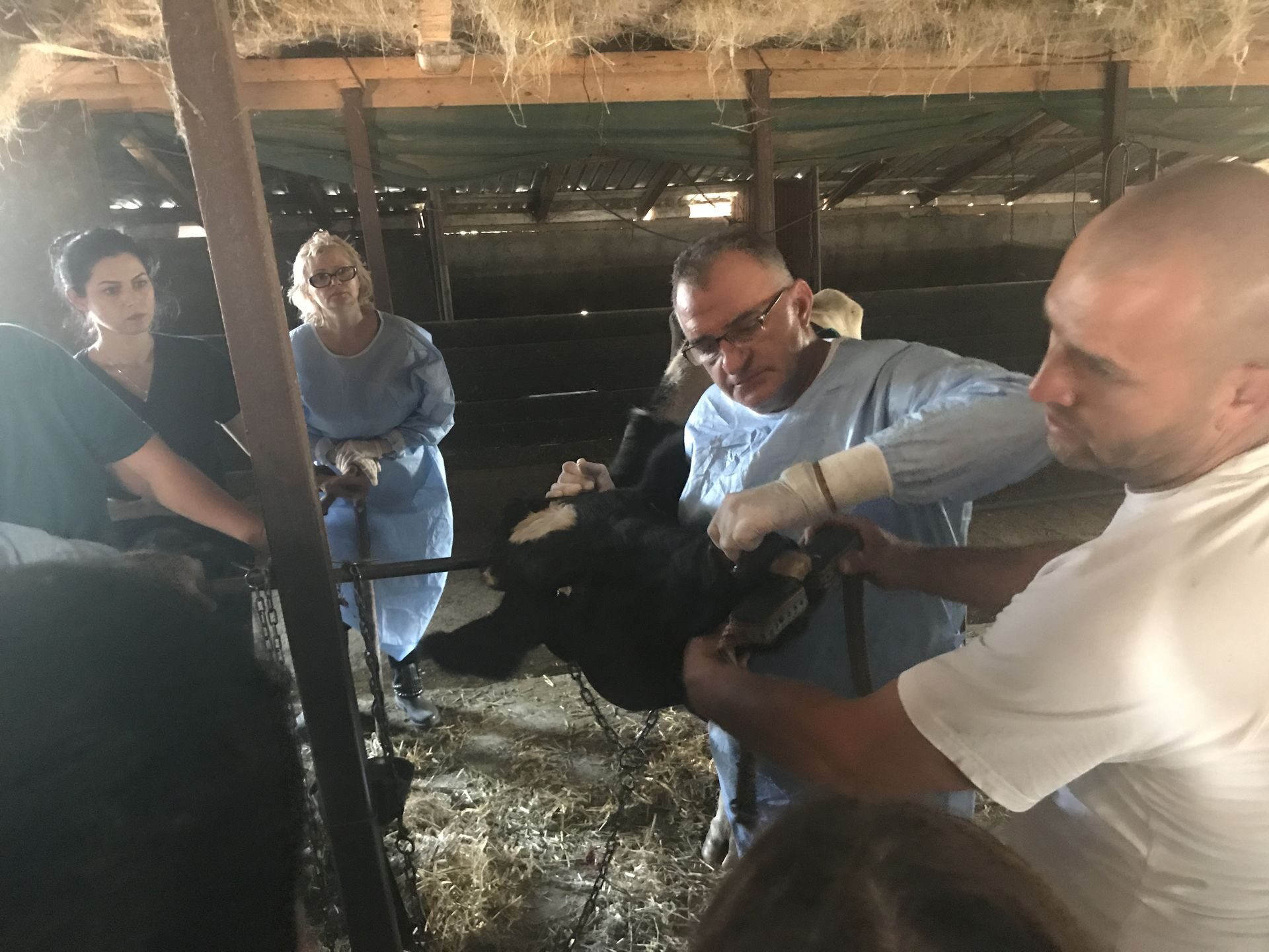 Ferma Calinesti Veterinari092 1