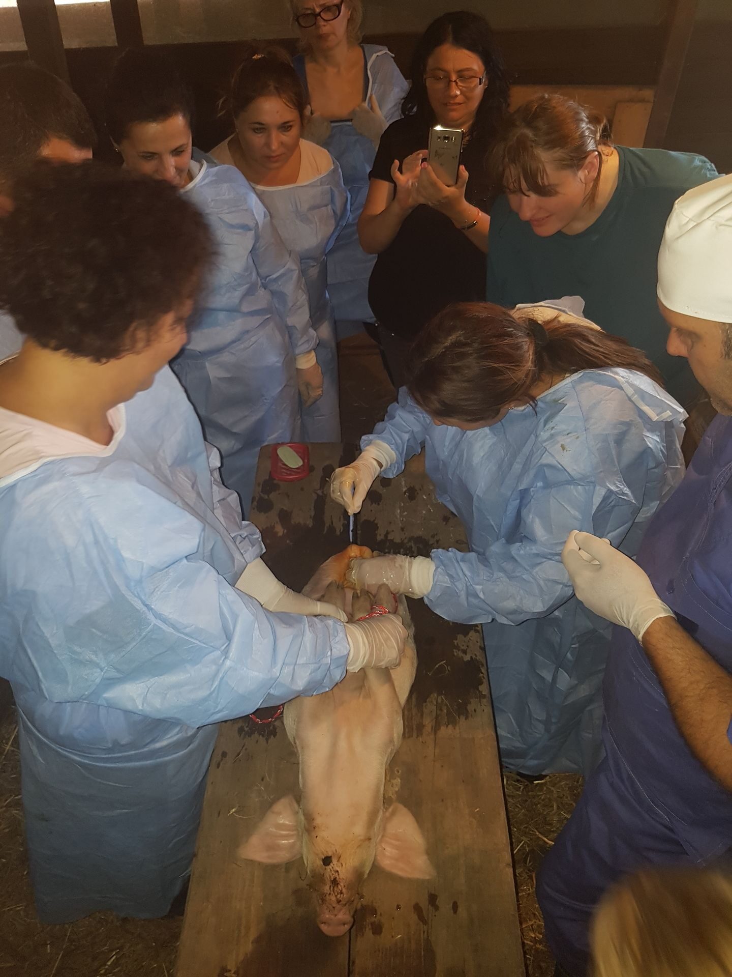 Ferma Calinesti Veterinari099