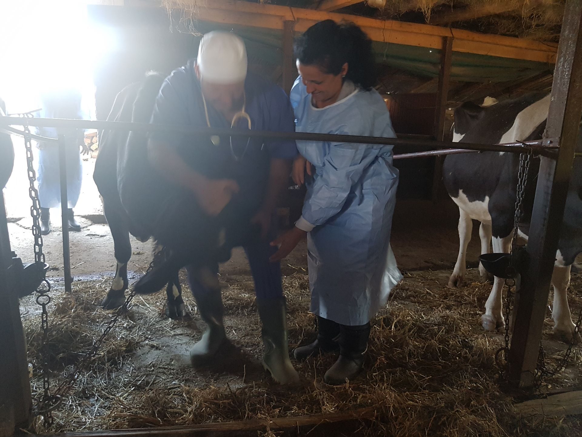 Ferma Calinesti Veterinari100