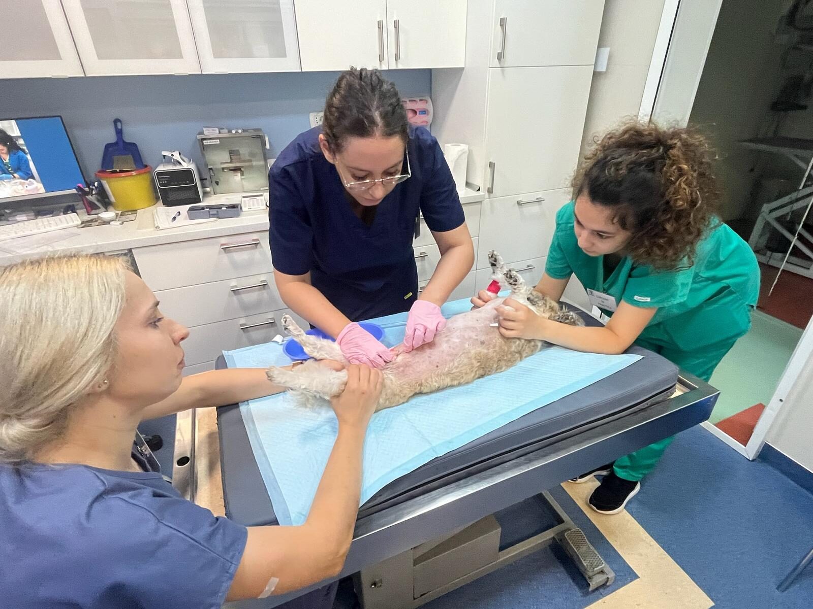 Scoala Tehnicieni Veterinari 1