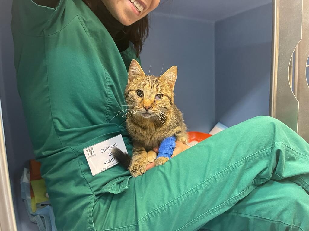 Scoala Tehnicieni Veterinari