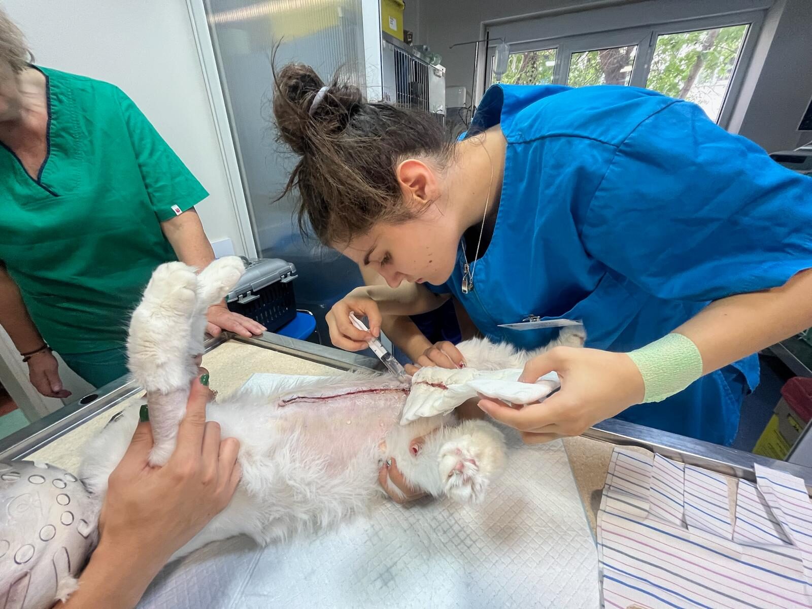 Scoala Tehnicieni Veterinari 15