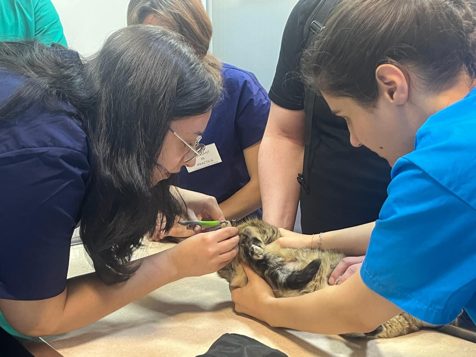 Scoala Tehnicieni Veterinari 2